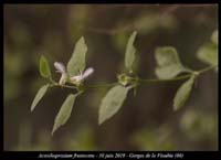 Acanthoprasium-frutescens10